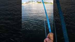 Fly fishing in MEXICO #flyfishing #fishing #fish #nonstopfishing #viralvideo #fyp