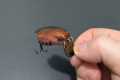 How to make a beetle fishing lure.