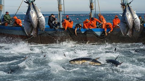 Havest Giant Bluefin tuna, Tuna Fishing Nets - Catch Hundred Tons Tuna Fish On Modern Boats