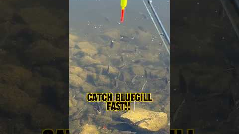 4-Step Program To Catch Bluegill FAST!! 🎣🐟 #shorts #fishing #bluegill