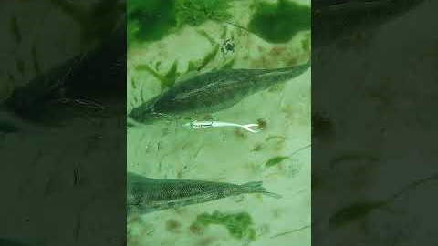 BIG zander underwater