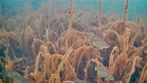 Ice Fishing with an Underwater Camera! I can't believe I caught THIS Fish!