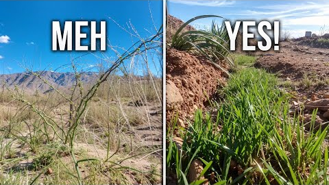 I Found the Missing Link to My Desert Forest