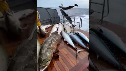 Fish Keep “Boarding” the Boat—Arapaima, Grouper, Tuna, Sailfish… Chaos! 😱