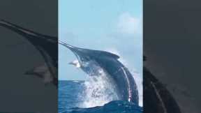 Monster black marlin on the line! Watch fishing🔥#marlinfishing # #biggamefishing