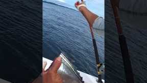 This ain't shark bait!