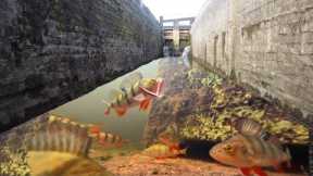 Fishing Canal LOCKS With An UNDERWATER CAMERA! So many FISH!