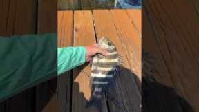 How to catch SHEEPSHEAD in 3 EASY steps 🎣🔥💯 #fishing #pesca #sheepshead #fishingbait #fish