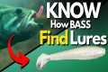 Bass Behavior That Changes Lure