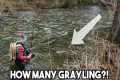 Grayling Fly Fishing CHALLENGE!
