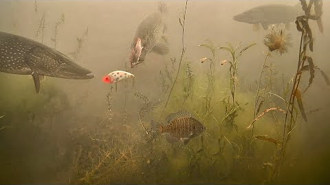 I've Never Seen So Many Fish! SIGHT FISHING + UNDERWATER CAMERA