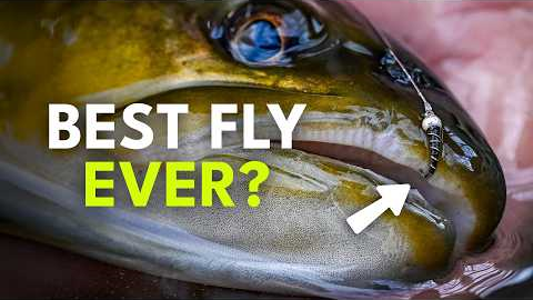 The Zebra Midge Explained: When, Why, And How It Works