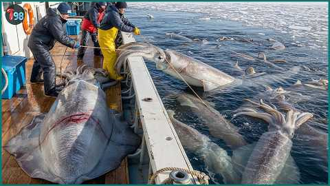 Japan’s Insane Fishing Scale – 8,300 Tons of Seafood Pulled from the Ocean Every Day