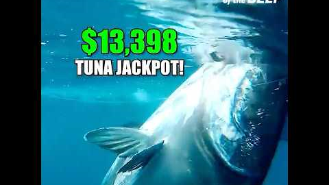 $13,398 Tuna Jackpot! Captain Dale’s Giant Crushes the Market!