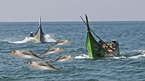 Massive Tuna Catch on Fishing Boat — Incredible Ocean Harvest!
