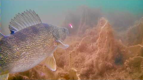 Ice Fishing with an Underwater Camera! GIANT Walleye and SO MANY other BIG FISH!