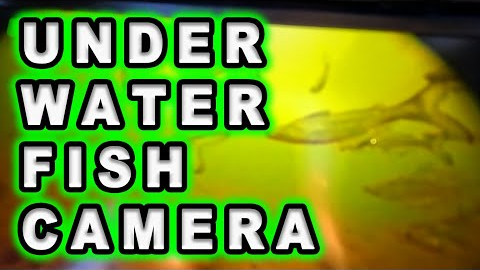 Cheap Amazon Underwater Camera Put to the Ultimate Fish Test