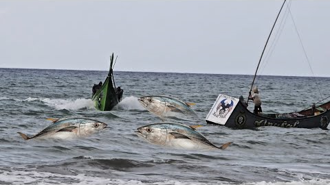 Giant Tuna Harvest at Sea — Fishing Boat Pulls Massive Catch!