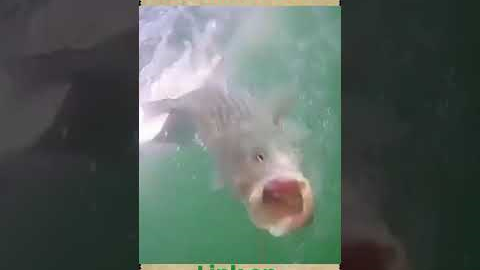 go fish cam on the river