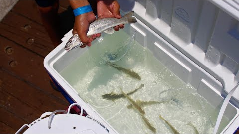 Simple DIY Live Bait TANK Setup!!!