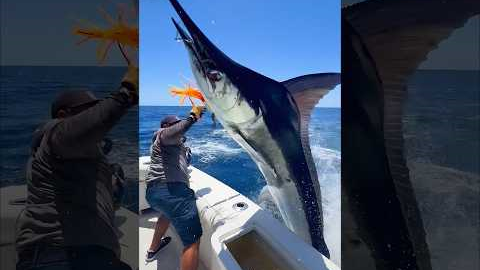Marlin Launches Into Fishing Boat! #fishing #fisherman 🎥IG:@cabotxstar
