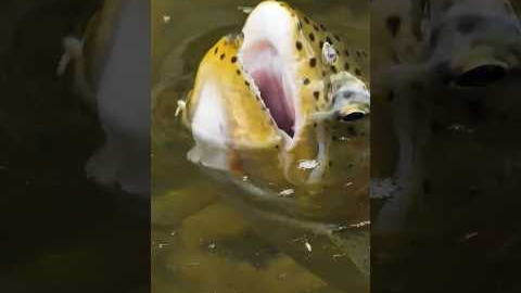 A Fly Fishing Mistake Many Anglers Make