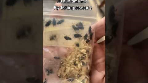 Fly Fishing Pro tip 🤣🤣 #flyfishing #literally #funny #icefishing #fliesfishing