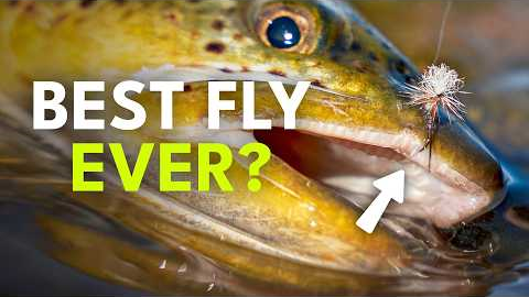 The Only Dry Fly You Really Need?
