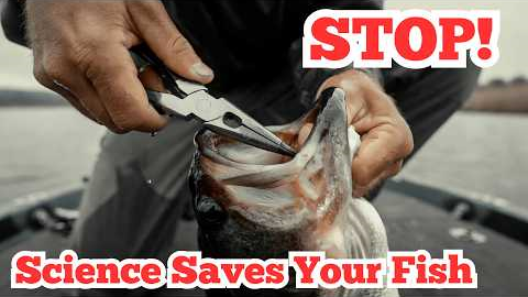 Did You Gut Hook a Bass? 2 Studies Say Do THIS!