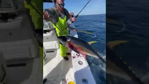 A CRAZY Yellowfin Tuna Gaff Shot You've NEVER Seen Before!
