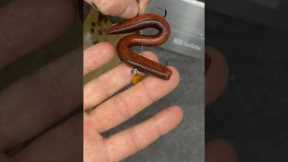 artificial bait for fishing! Worm lure for bass fishing ! #fishingvideo #bassfishing #itopfishing