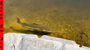 MONSTER FISH are SHOWING UP ALL OVER with the WARM WEATHER in the Shallow Waters of MIAMI!