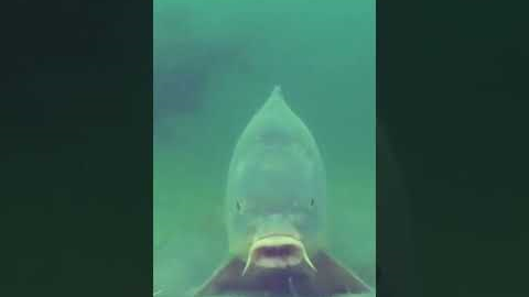 UNDERWATER CARP FISHING! Big Carp Taking HookBait..