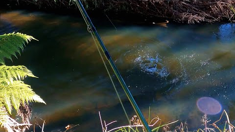 Fly fishing for trout for beginners