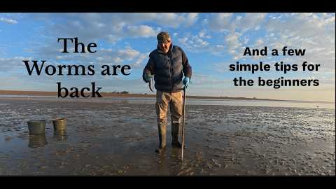 Fresh lugworms - the ultimate fishing bait