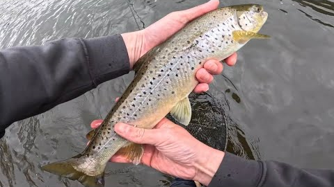 Micro Skagit Trout Fishing UK | Swinging Streamers for Wild Brown Trout