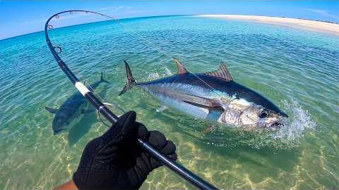 Giant Tuna from the SAND! (Catch & Cook)