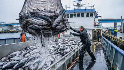 Big Catch Tuna Fishing in the Deep Sea With a Giant Boat | Amazing Fish Processing Skills
