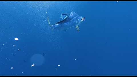 INSANE UNDER WATER MAHI MAHI BITE CAUGHT ON CAMERA!!!!