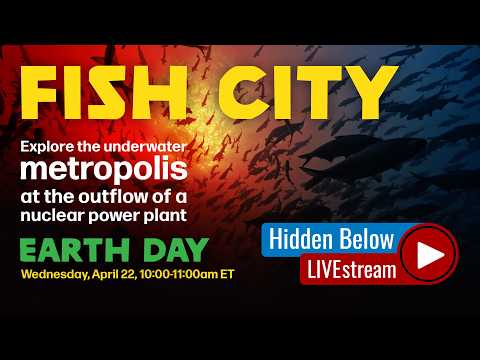 Fish City | Hidden Below: Live