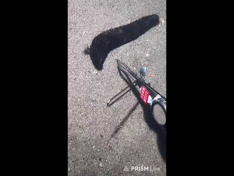 🔱 Spearfishing Live! Giant Fish Catching Underwater 🌊 2026-04-30