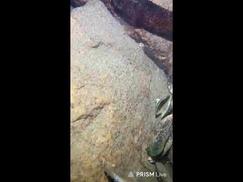 💎 Spearfishing Live! Big Fish Catching Underwater 🐠 2026-04-30