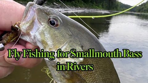 Fly Fishing for Smallmouth Bass in Rivers