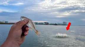 I Tossed LIVE CROAKERS Here and Can't BELIEVE What Happened Next!!