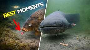 Best Underwater Fishing Moments 2025 (High Quality)