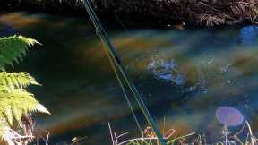 Fly fishing for trout for beginners