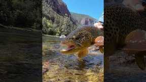 Why Drag Is Killing Your Fly Fishing