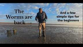 Fresh lugworms - the ultimate fishing bait