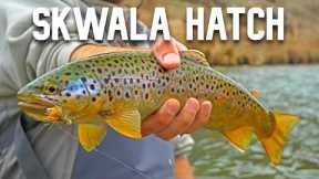 24 Hours Spring Fly Fishing the Owyhee River — Skwala Dry Fly Eats