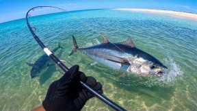 Giant Tuna from the SAND! (Catch & Cook)